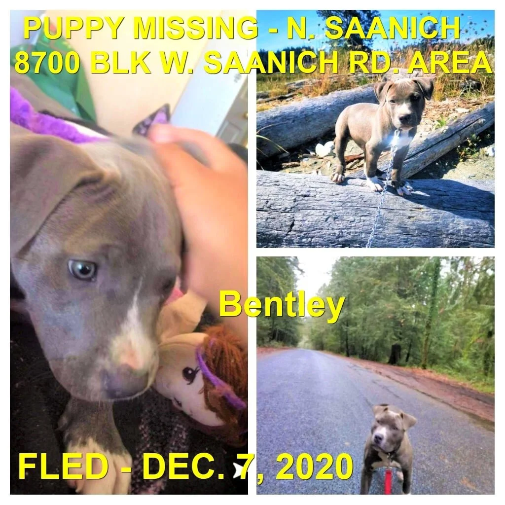 STILL MISSING - NORTH SAANICH BC - BENTLEY - DEC. 7, 2020