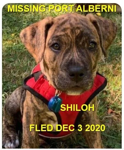 STILL MISSING - PORT ALBERNI - SHILOH - DEC. 2, 2020