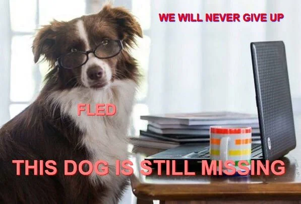 PSA - WHAT TO DO IF YOU THINK YOU SEE A STOLEN DOG