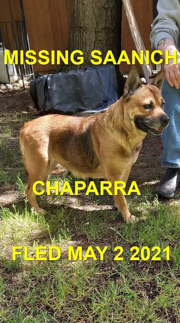 HAPPY ENDINGS - SAANICH BC - Chaparra - MAY 2, 2021