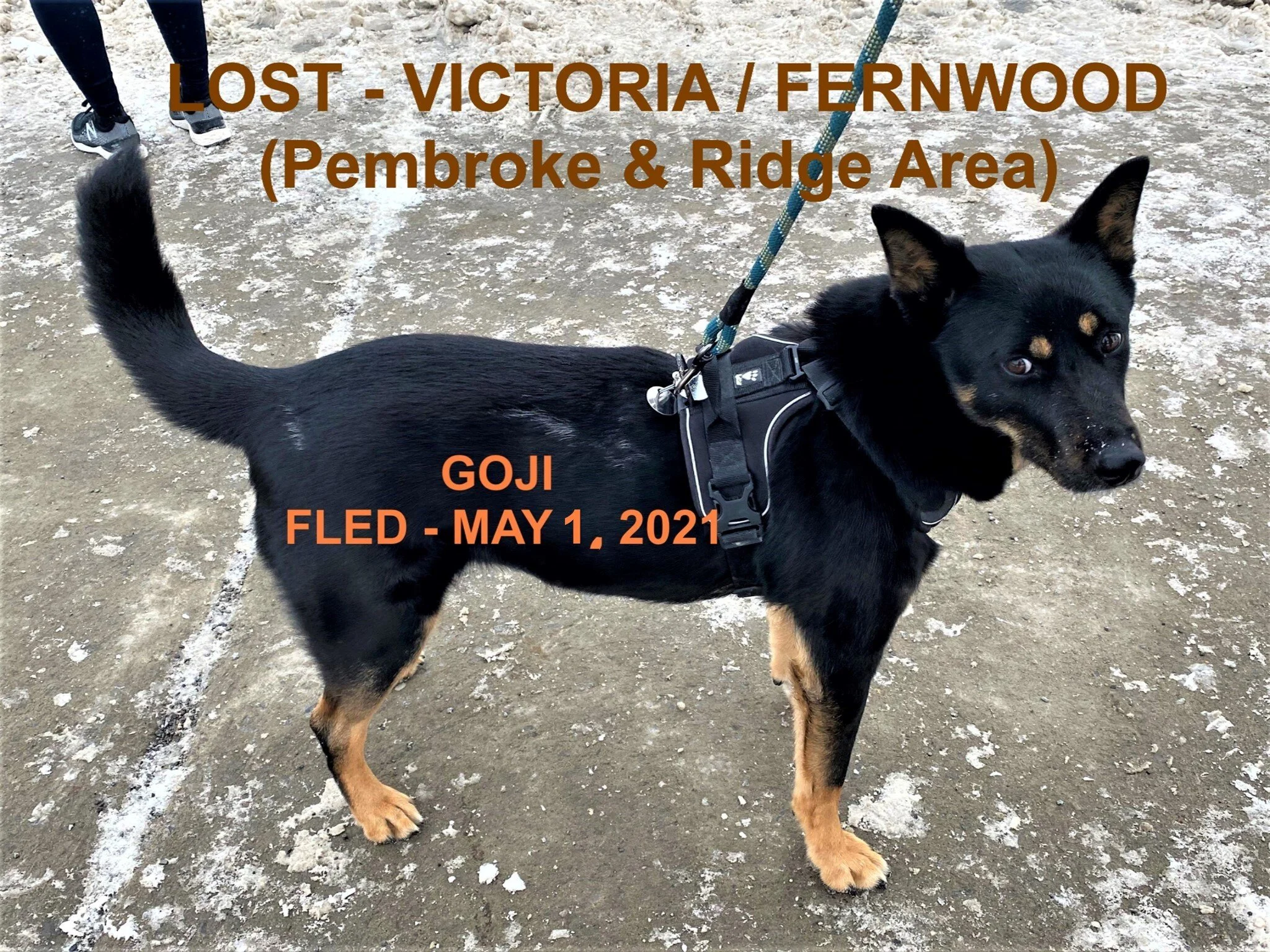 HAPPY ENDINGS - VICTORIA BC - GOJI - MAY 1, 2021