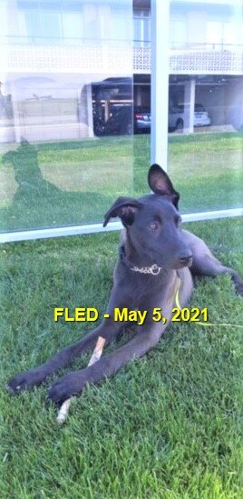 HAPPY ENDINGS - SAANICH BC - CHICA - MAY 5, 2021