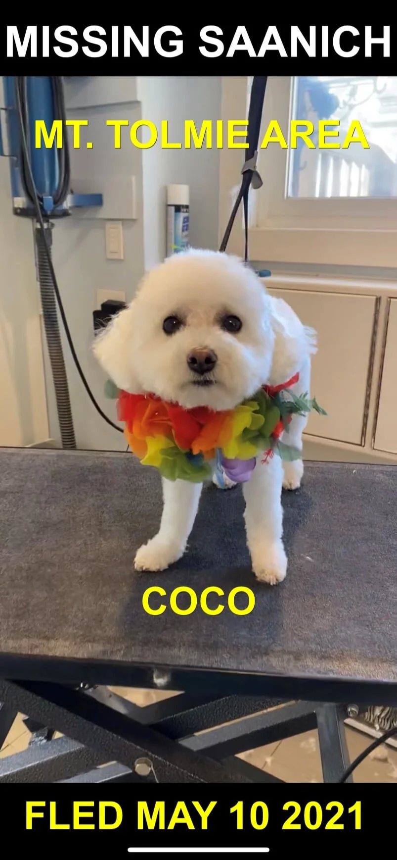 HAPPY ENDINGS - SAANICH BC - COCO - MAY 10, 2021