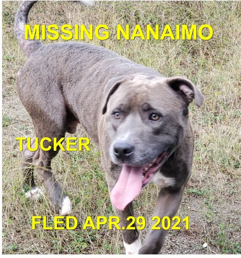 HAPPY ENDINGS - NANAIMO BC - TUCKER - APRIL 29, 2021