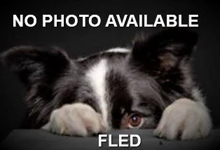 HAPPY ENDINGS - ESQUIMALT BC - RALPH - 