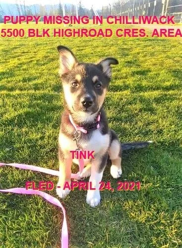 STILL MISSING - CHILLWACK BC - TINK - APRIL 19, 2021