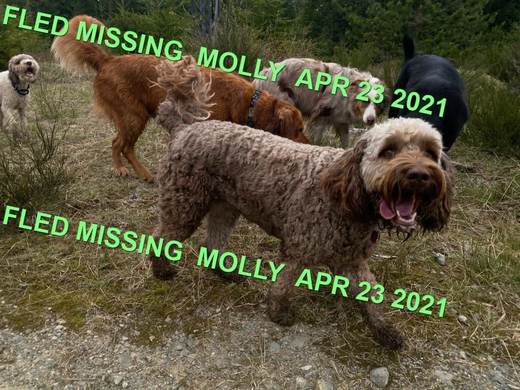 HAPPY ENDINGS - SHAWNIGAN LAKE BC - MOLLY - APRIL 23, 2021