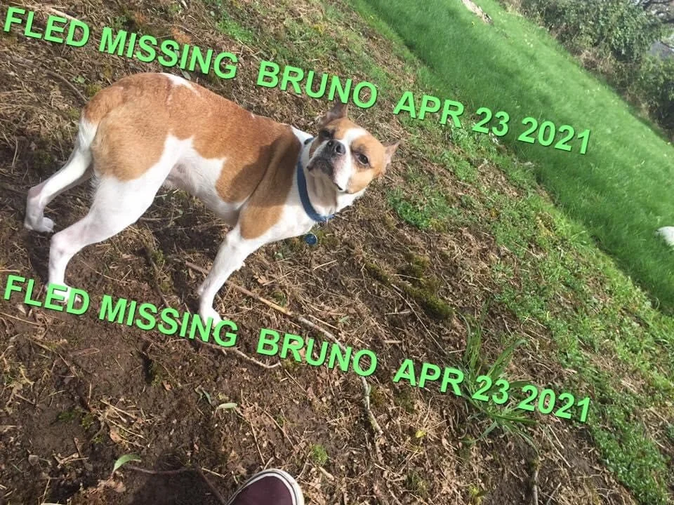 HAPPY ENDINGS - LANGFORD BC - BRUNO - APRIL 23, 2021