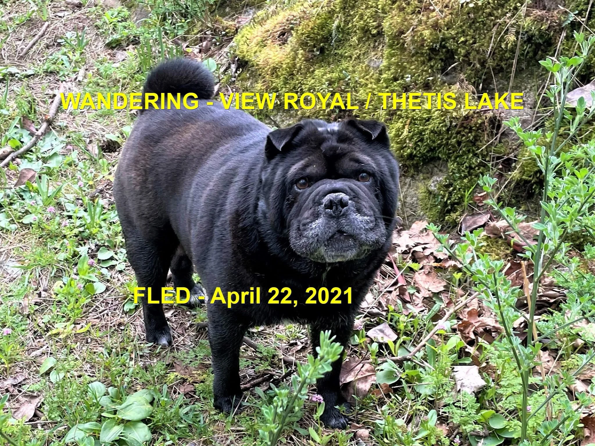 HAPPY ENDINGS - VIEW ROYAL BC - APRIL 22, 2021