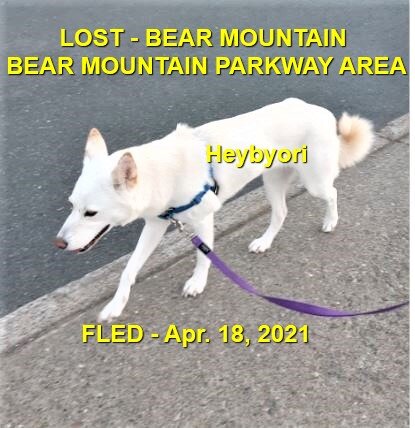 HAPPY ENDINGS - AFTER 21 DAYS WE FOUND HER MAY 9TH / LANGFORD BC - HEYBYORI - APRIL 18, 2021