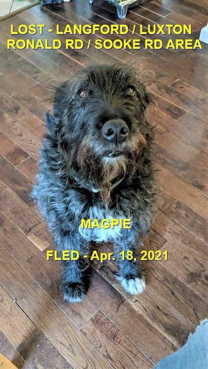 HAPPY ENDINGS - LANGFORD BC - MAGPIE - APRIL 18, 2021