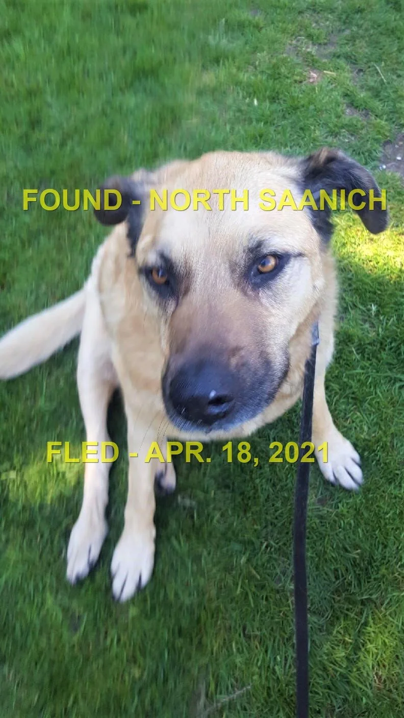 HAPPY ENDINGS - NORTH SAANICH BC - TESS - APRIL 18, 2021