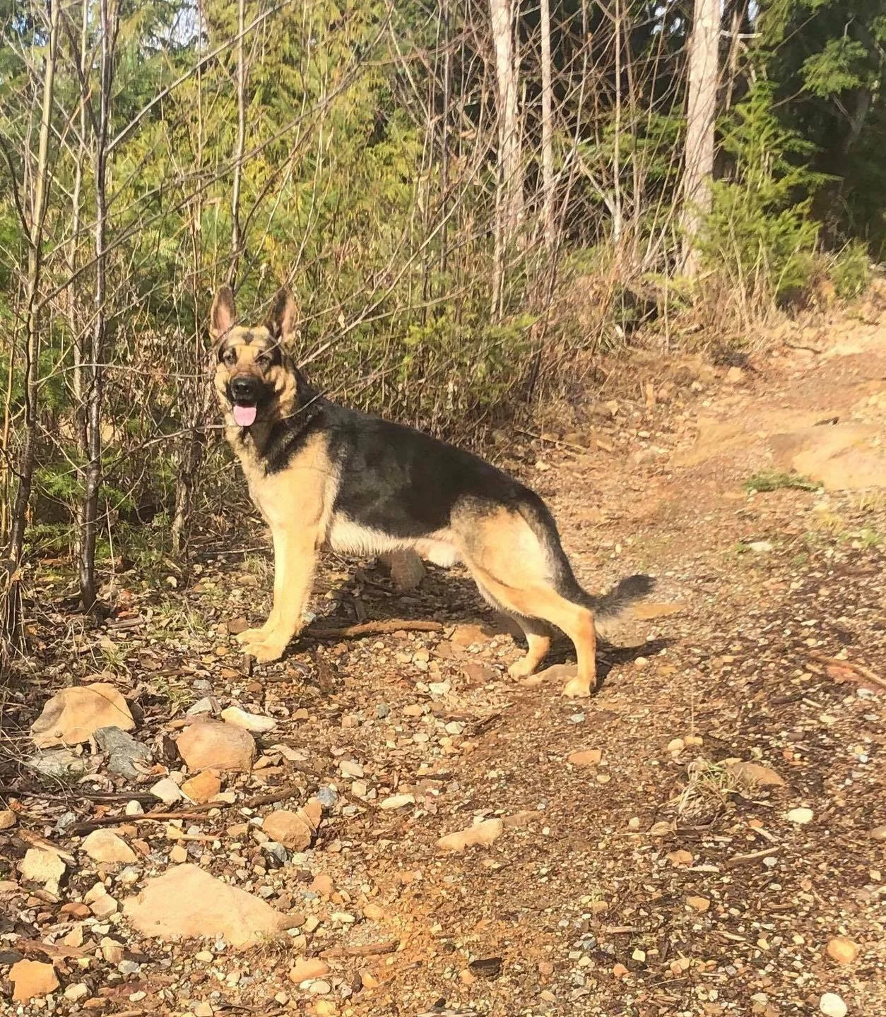 HAPPY ENDINGS - PORT ALBERNI BC - ZEKE - APRIL 18, 2021