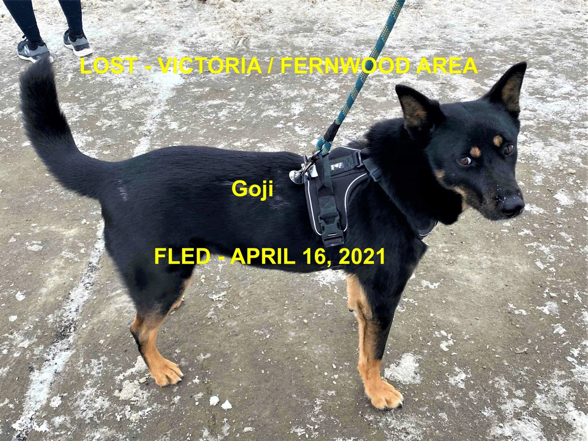 HAPPY ENDINGS - VICTORIA BC - GOJI - APRIL 16, 2021