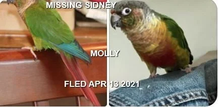 HAPPY ENDINGS - SIDNEY BC - MOLLY - APRIL 13, 2021