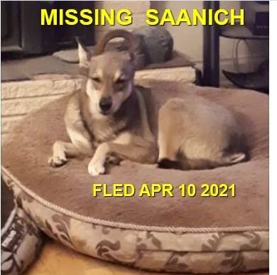 HAPPY ENDINGS - SAANICH BC - IZZY - APRIL 10, 2021