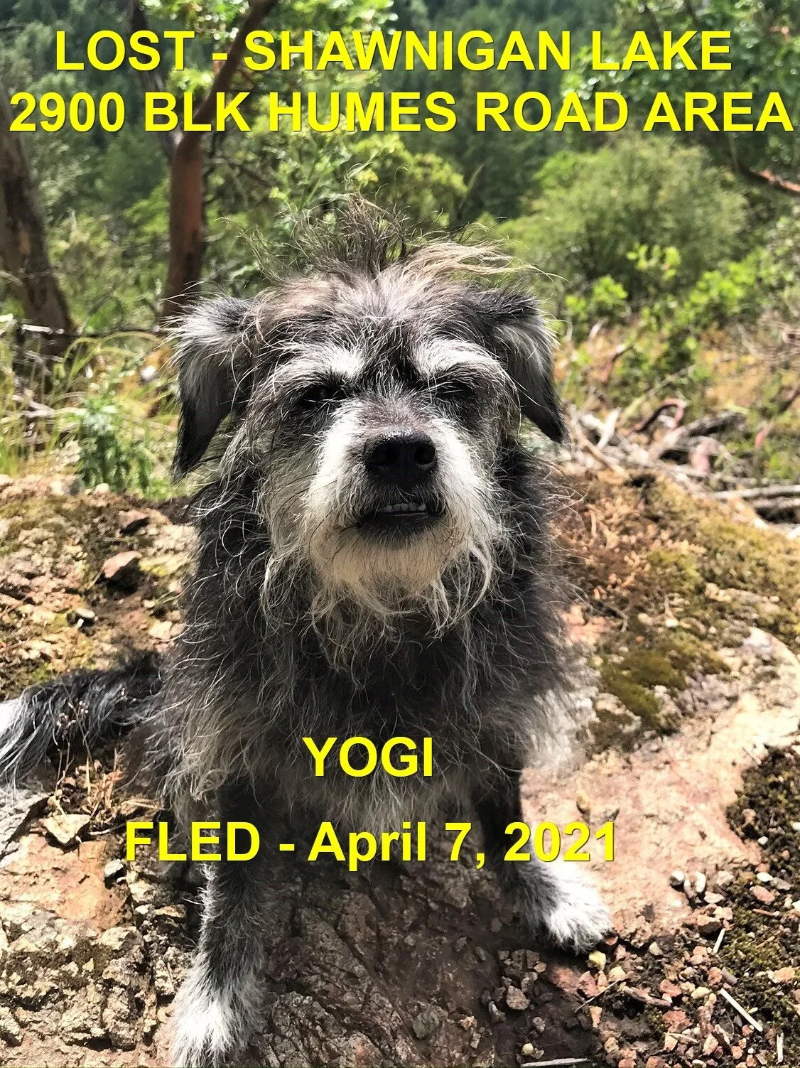 HAPPY ENDIINGS - SHAWNIGAN LAKE BC - YOGI - APRIL 7, 2021