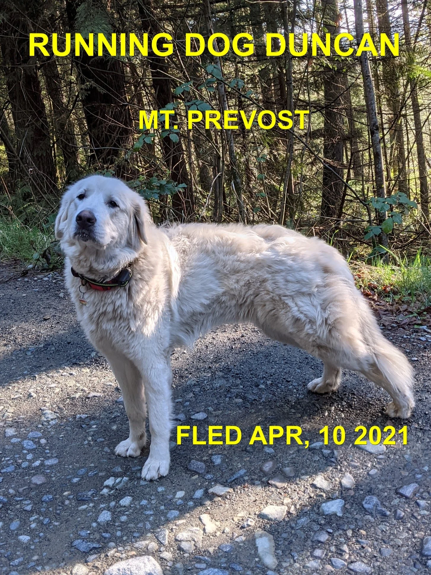 GONE HOME - DUNCAN BC - LUNA - APRIL 10, 2021