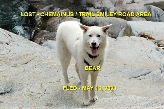HAPPY ENDINGS - CHEMAINUS BC. - BEAR - MAY 13, 2021