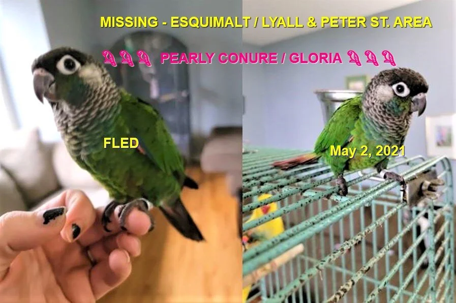 STILL MISSING - ESQUIMALT BC - MAY 2, 2021