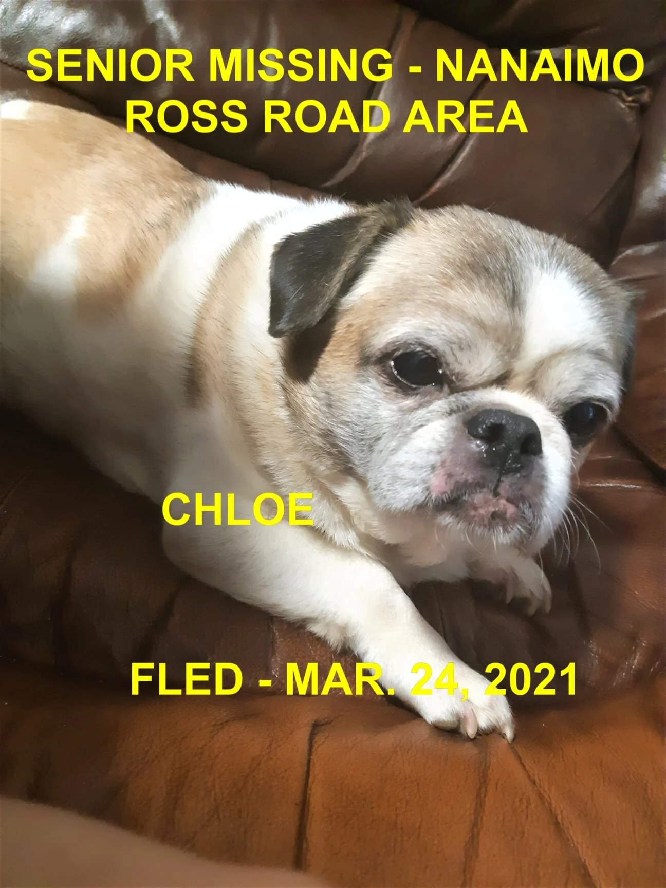 OVER THE RAINBOW BRIDGE - NANAIMO BC. - CHLOE (DROWN IN A POND) APRIL 19, 2021 