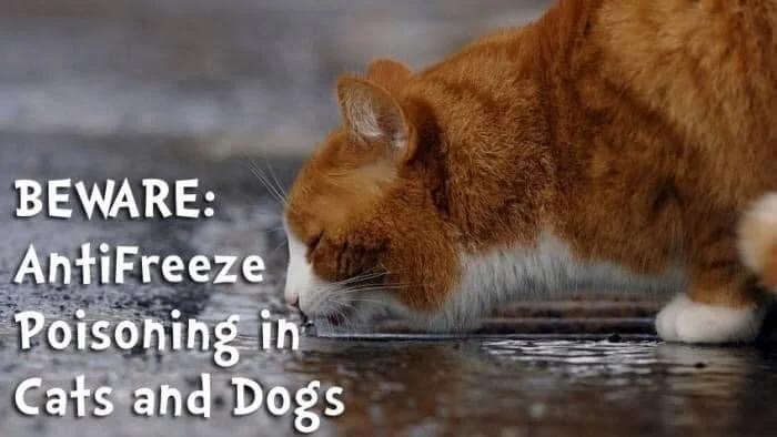 PSA - ANTIFREEZE IS TOXIC TO DOGS AND CATS
