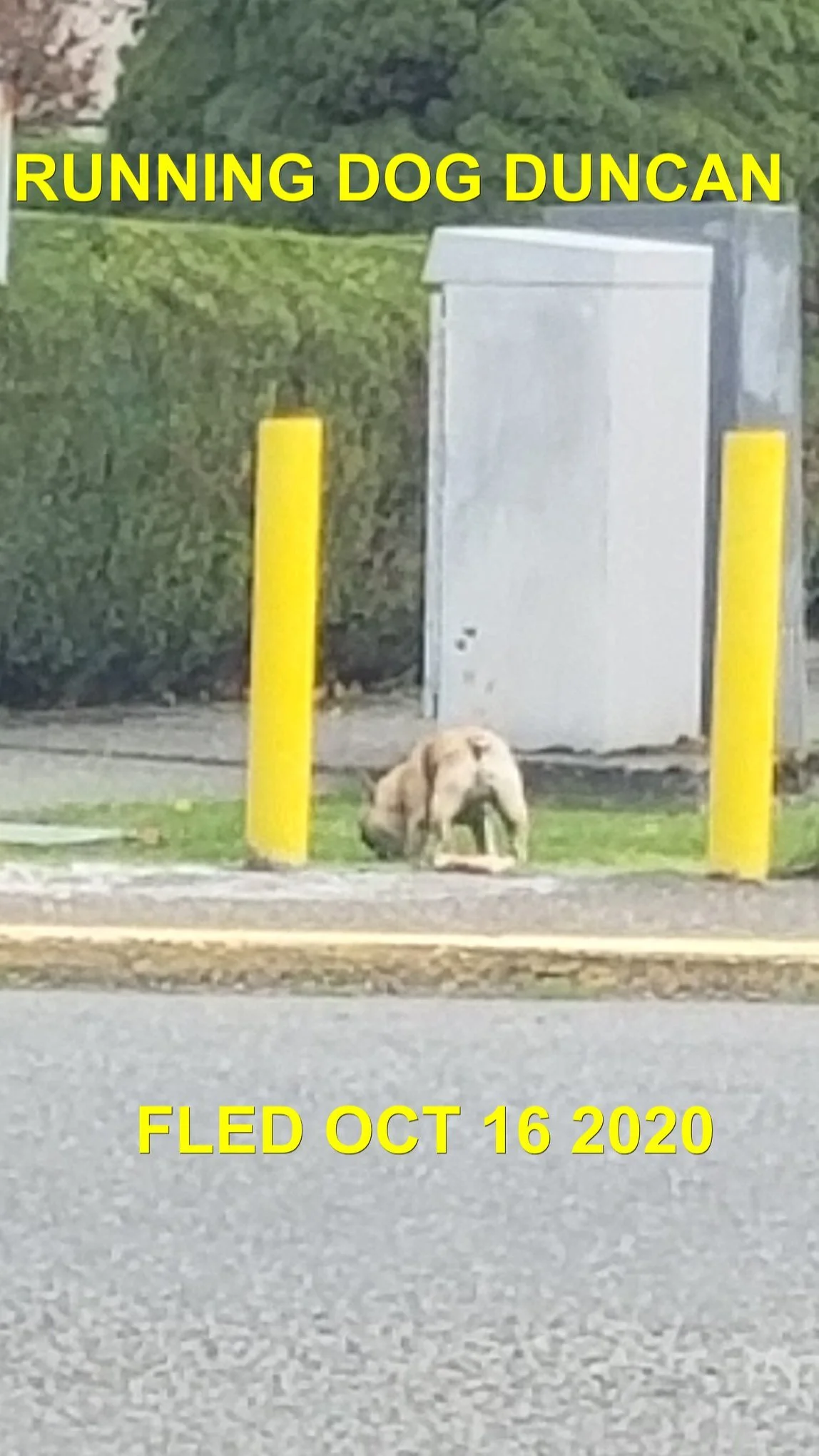 GONE TO SHELTER - DUNCAN BC - OCTOBER 16, 2020