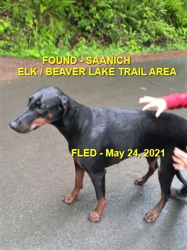 HAPPY ENDINGS - SAANICH BC - LIBBY - MAY 24, 2021