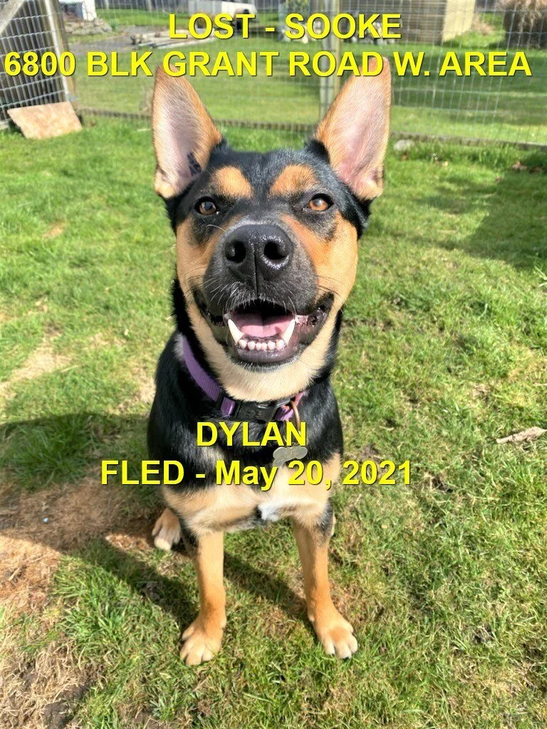 HAPPY ENDINGS - SOOKE BC - DYLAN - MAY 20, 2021