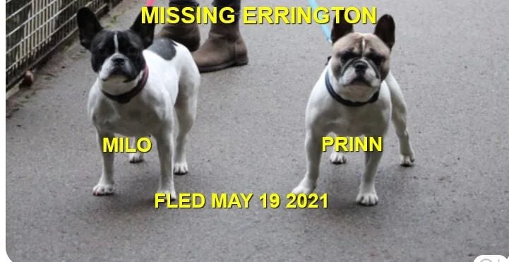 HAPPY ENDINGS - ERRINGTON BC - MILO &amp; PRINN - MAY 19, 2021