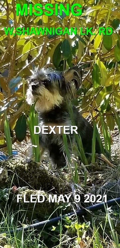 OVER THE RAINBOW BRIDGE - SHAWNIGAN LAKE BC - DEXTER - MAY 8, 2021