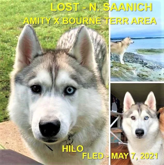 OVER THE RAINBOW BRIDGE - NORTH SAANICH - HILO - MAY 7, 2021 - A VERY EMOTIONAL CASE