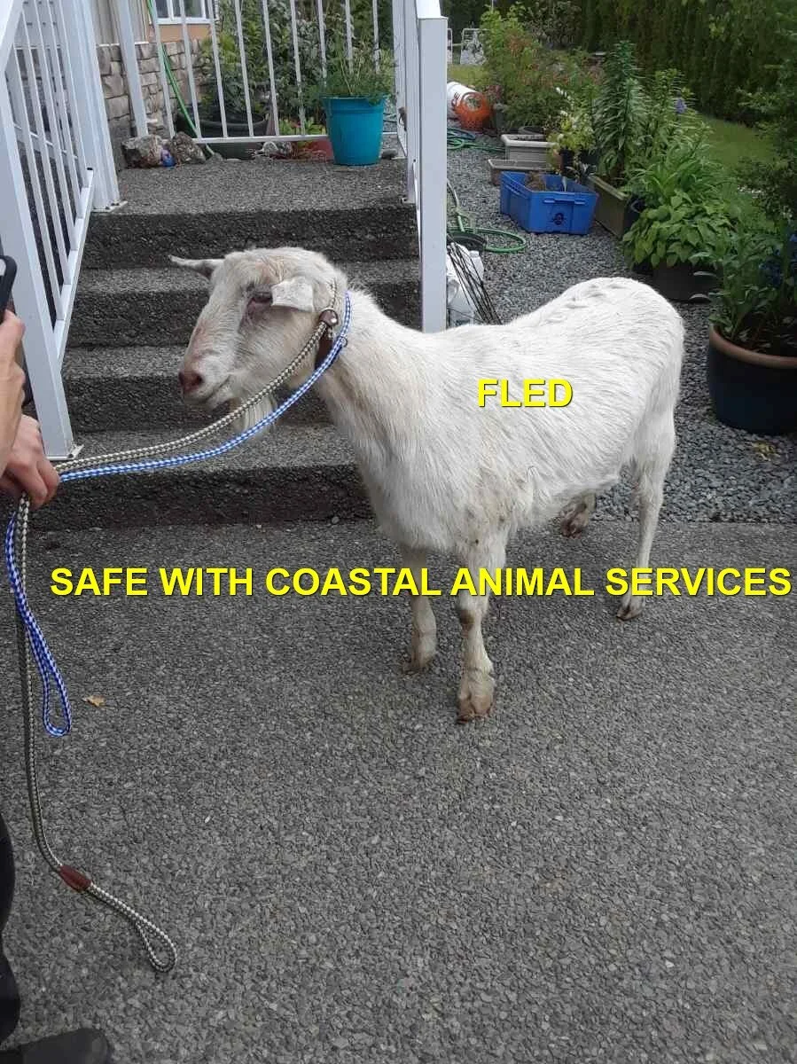 GONE TO SHELTER - DUNCAN BC - ANGEL THE GOAT - INJURED - MAY 26, 2021