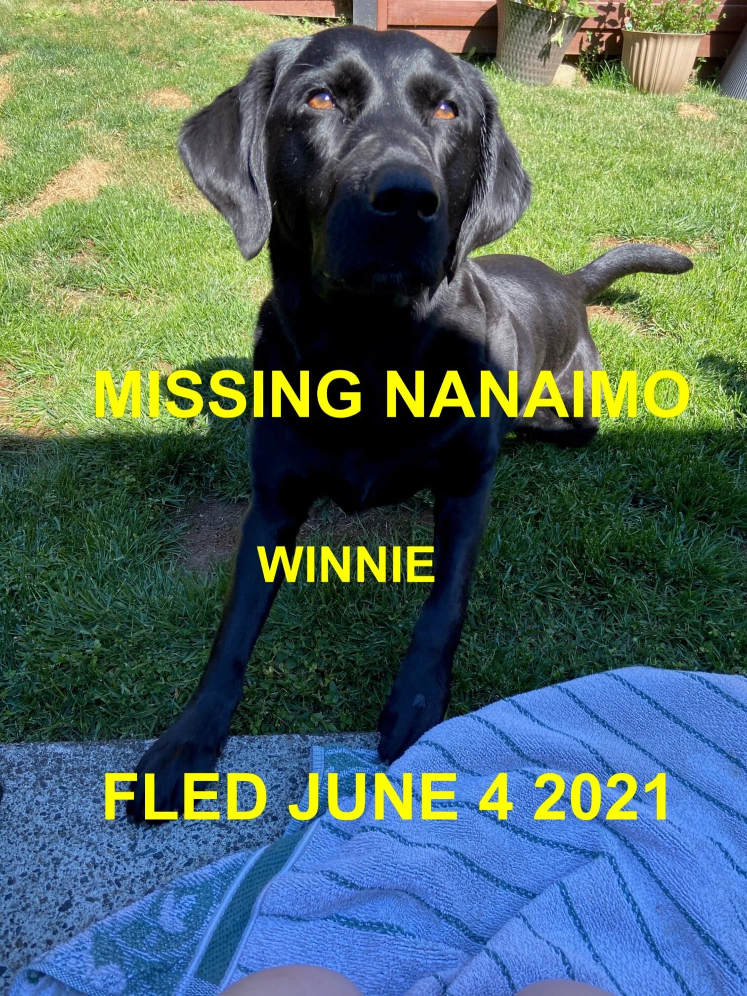 HAPPY ENDINGS - NANAIMO BC - WINNIE - JUNE 4, 2021