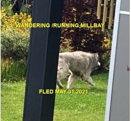 GONE HOME - MILL BAY BC - MAY 31, 2021