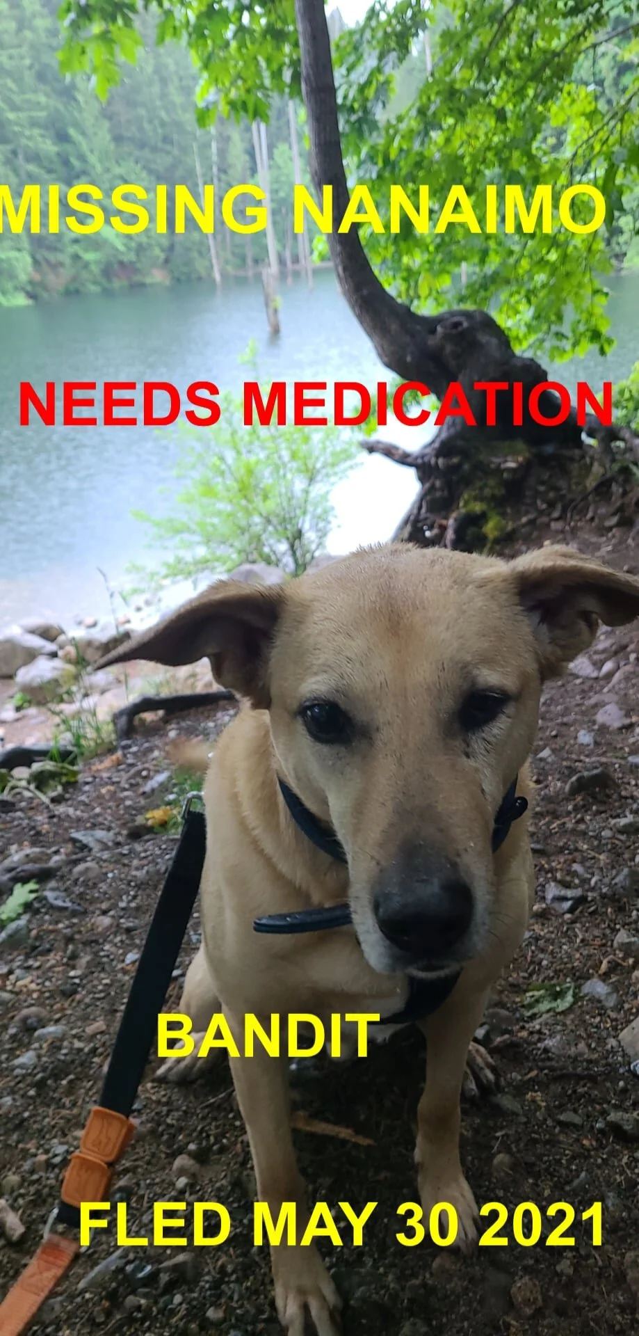 HAPPY ENDINGS - NANAIMO BC - NEEDED MEDS - BANDIT - MAY 30, 2021