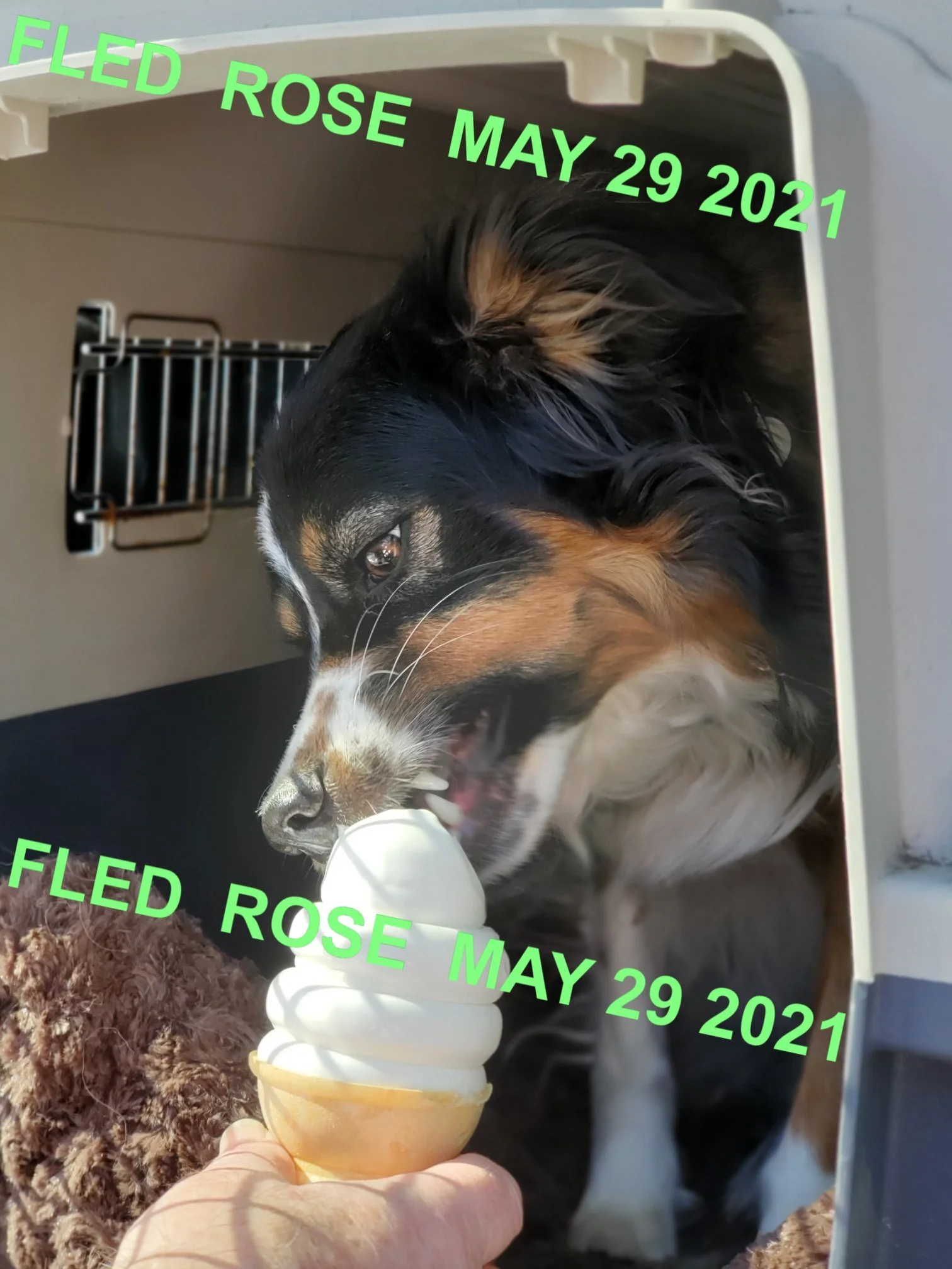 HAPPY ENDINGS - SOOKE BC - ROSE - MAY 29, 2021