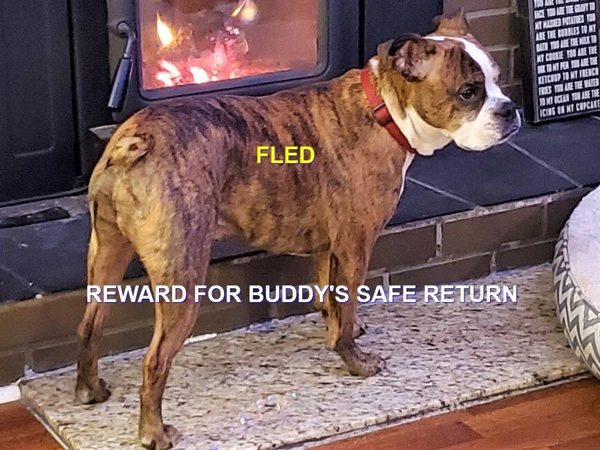 HAPPY ENDINGS - PARKSVILLE BC - BUDDY - MAY 29, 2021