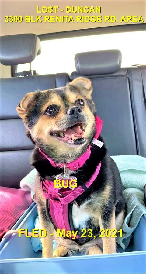 HAPPY ENDINGS - DUNCAN BC - BUG - MAY 23, 2021 (FOUND MAY 29)