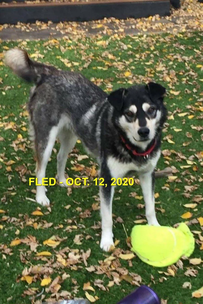 HAPPY ENDINGS - LANGFORD BC - AVA -SAFELY CAUGHT - OCTOBER 12, 2020