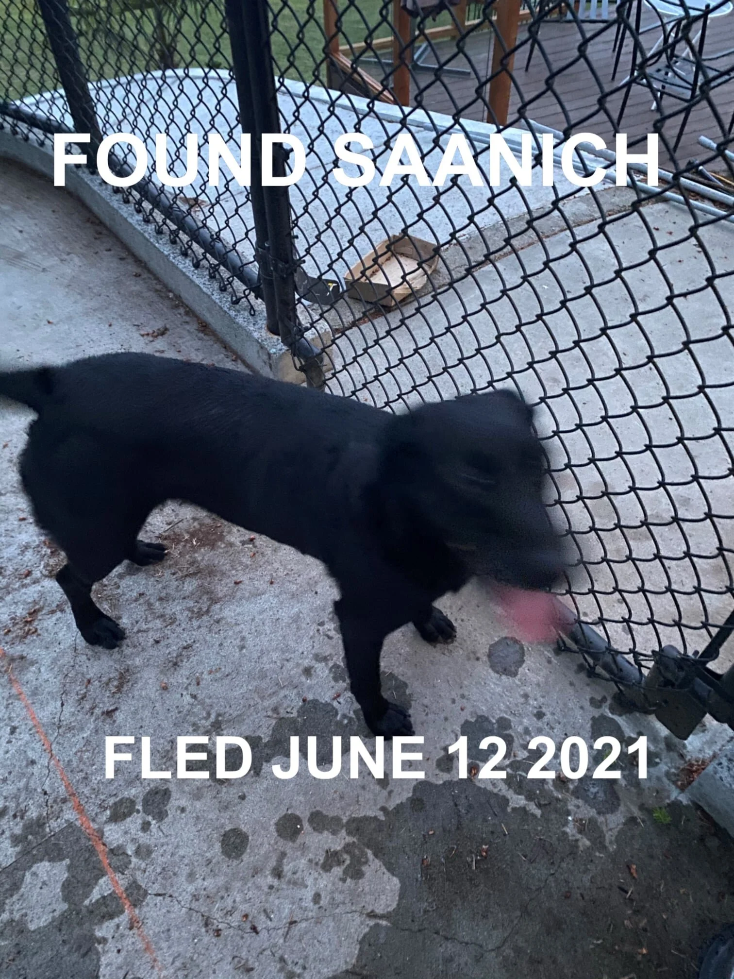 HAPPY ENDINGS - SAANICH BC - JUNE 12, 2021  --FOUND WITH HIS SIBLING --