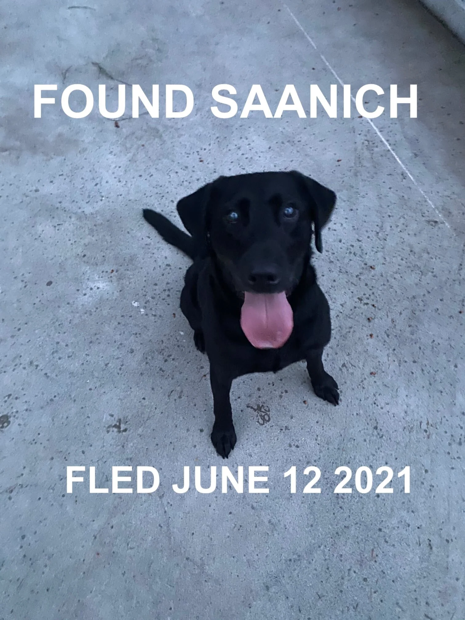 HAPPY ENDINGS - SAANICH BC - JUNE 12, 2021 -- FOUND WITH HIS SIBLING --