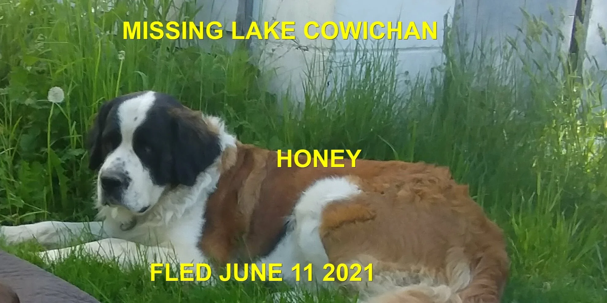 HAPPY ENDINGS - LAKE COWICHAN BC - HONEY - JUNE 11, 2021  ----- WITH 5 NEW BABIES  ----