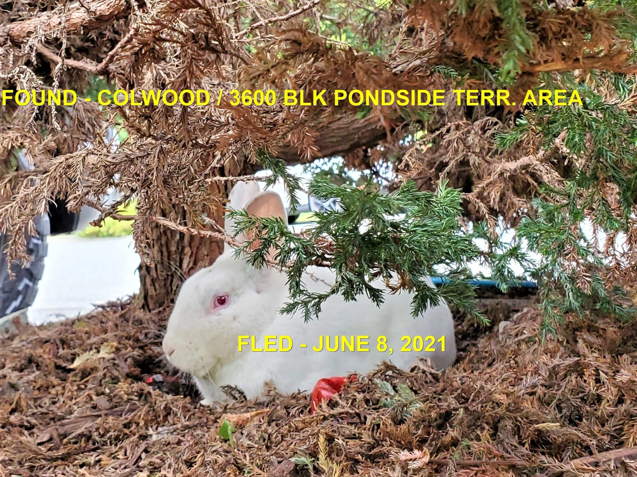 HAPPY ENDINGS - BUNNY WAS CAUGHT - COLWOOD BC / JUNE 8, 2021