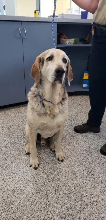 HAPPY ENDINGS - DUNCAN BC - OTIS - JUNE 8, 2021