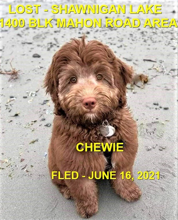 HAPPY ENDINGS - SHAWNIGAN LAKE BC - CHEWIE - JUNE 16, 2021