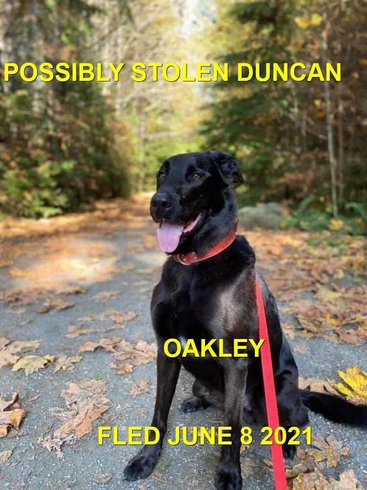 STOLEN - NOW SAFE AT HOME - DUNCAN BC - OAKLEY - JUNE 8, 2021