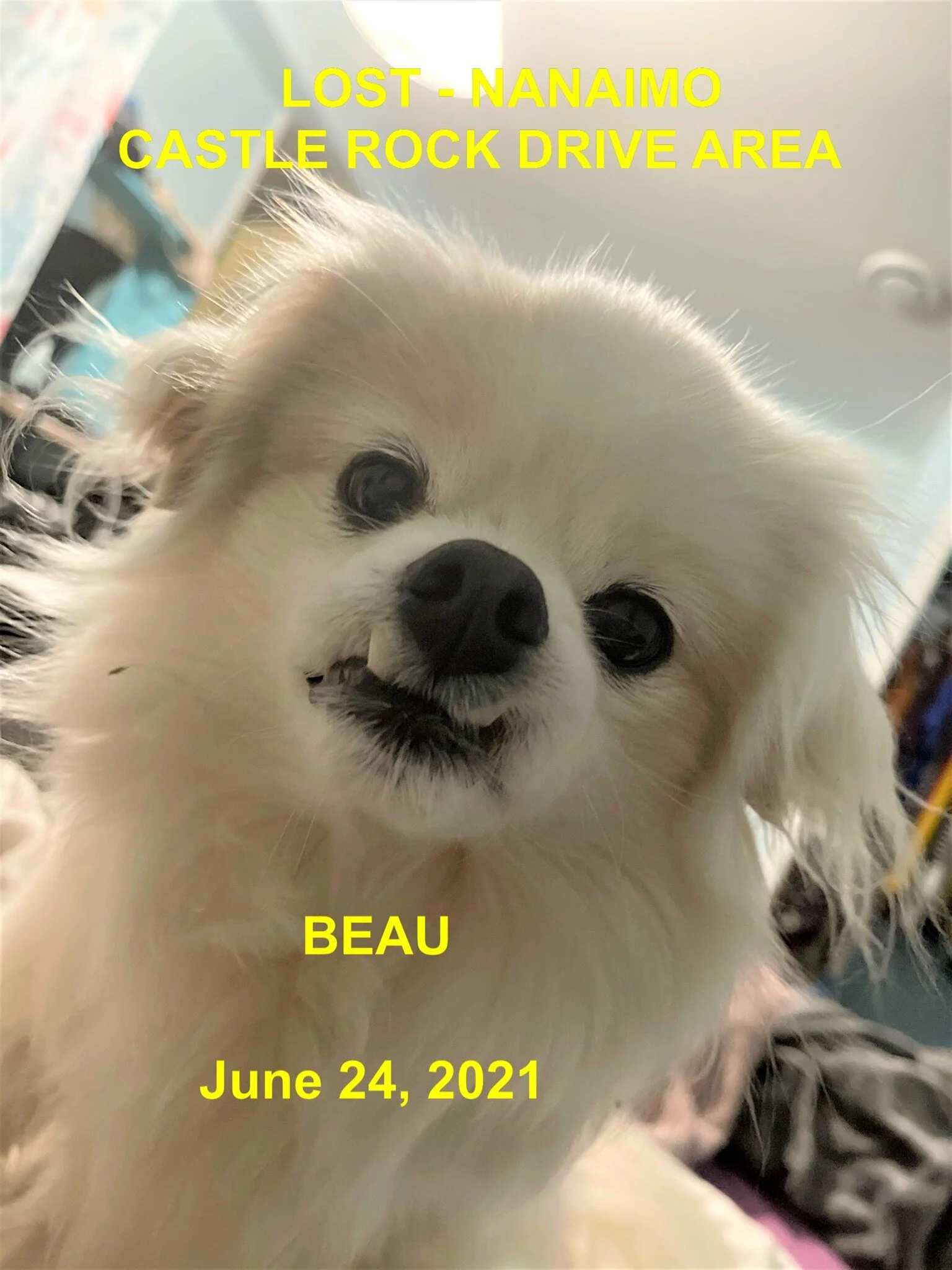 HAPPY ENDINGS - NANAIMO BC - BEAU - JUNE 24, 2021