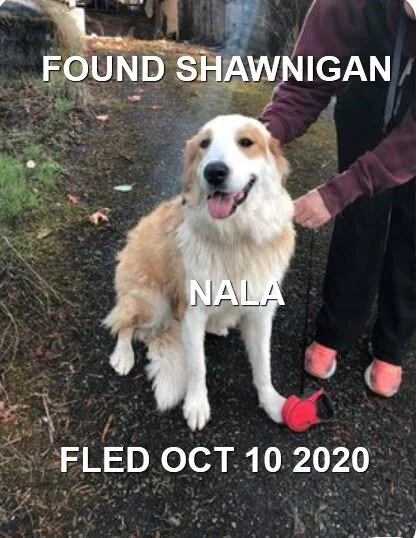 HAPPY ENDINGS - SHAWNIGAN LAKE BC - NALA -  OCTOBER 10, 2020