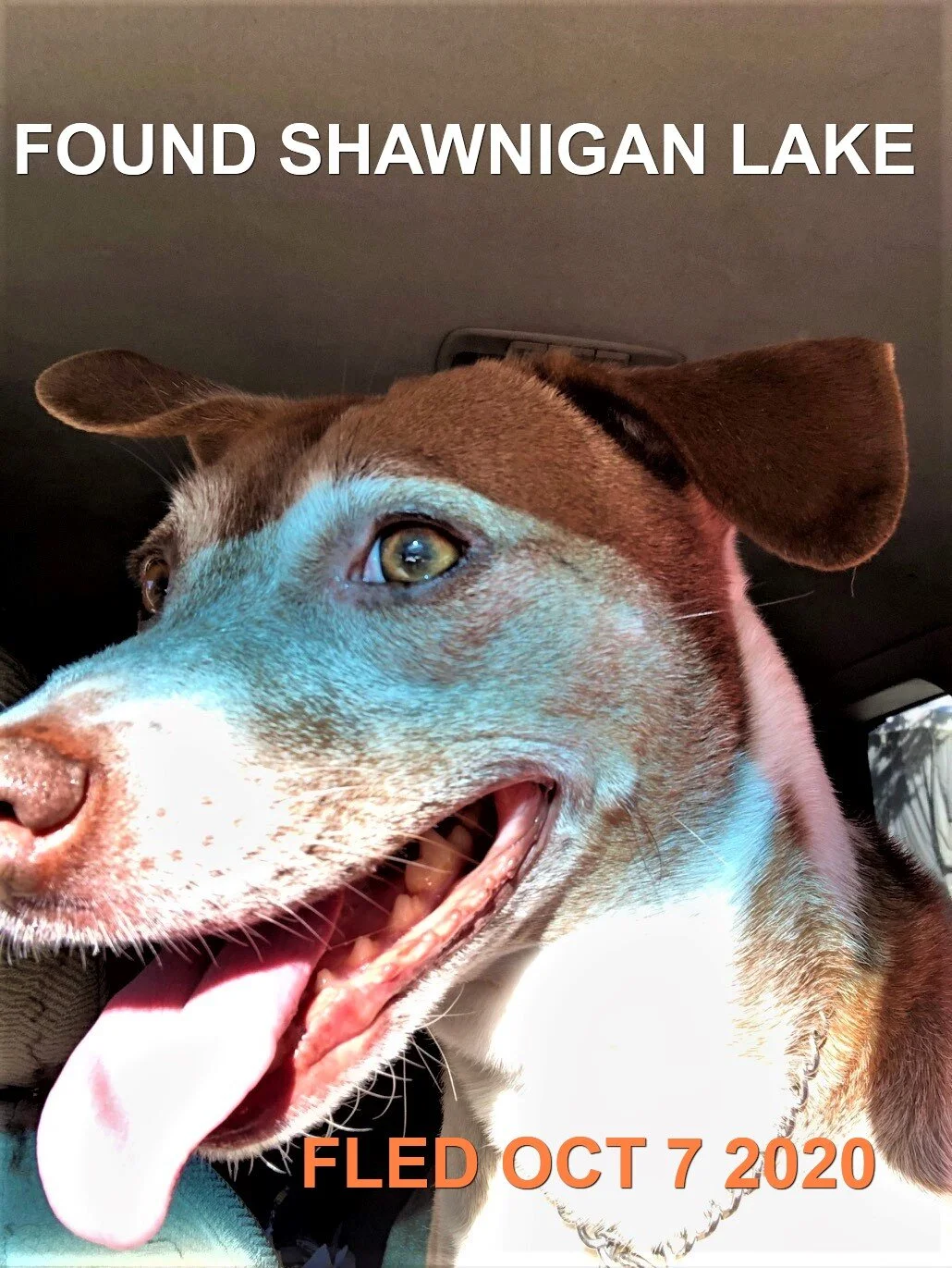 HAPPY ENDINGS - SHAWNIGAN LAKE BC - BLITZ - OCTOBER 7, 2020